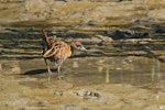 Marsh crake | Kotoreke. Adult. Motueka Sandspit, March 2016. Image © Craig Martin by Craig Martin.