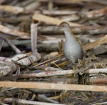 Marsh crake | Kotoreke. Adult. Waimakariri River mouth, July 2019. Image © Donald Snook by Donald Snook.