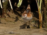 Marsh crake | Kotoreke. Adult. Motueka Sandspit, October 2015. Image © Craig Martin by Craig Martin.