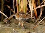 Marsh crake | Kotoreke. Adult. Motueka Sandspit, February 2016. Image © Craig Martin by Craig Martin.