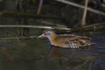 Marsh crake | Kotoreke. Adult swimming. Nelson sewage ponds, May 2018. Image © Oscar Thomas by Oscar Thomas.