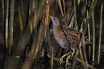 Marsh crake | Kotoreke. Adult perched on reeds. Nelson sewage ponds, May 2018. Image © Oscar Thomas by Oscar Thomas.