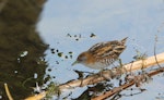 Marsh crake | Kotoreke. Adult. Tokaanu, July 2014. Image © Robert Hanbury-Sparrow by Robert Hanbury-Sparrow.