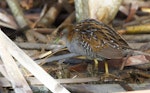 Marsh crake | Kotoreke. Adult. Waimakariri River mouth, July 2019. Image © Donald Snook by Donald Snook.