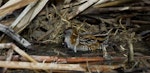 Marsh crake | Kotoreke. Adult bathing. Waimakariri River mouth, July 2019. Image © Donald Snook by Donald Snook.