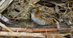 Marsh crake | Kotoreke. Adult bathing. Waimakariri River mouth, July 2019. Image © Donald Snook by Donald Snook.