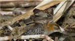 Marsh crake | Kotoreke. Adult with wings raised. Waimakariri River mouth, July 2019. Image © Donald Snook by Donald Snook.