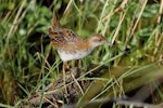 Marsh crake | Kotoreke. Juvenile. Glenorchy lagoon walkway, December 2017. Image © Rob Lynch by Rob Lynch.