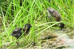 Marsh crake | Kotoreke. Two c.1-week-old chicks. Mangapoike Rd, 23 km from Wairoa, January 2016. Image © Mary & Ian Campbell by Mary & Ian Campbell.