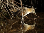 Marsh crake | Kotoreke. Juvenile feeding in wetland. Ahuriri estuary, December 2016. Image © Scott Brooks (ourspot) by Scott Brooks.