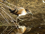 Marsh crake | Kotoreke. Juvenile feeding in wetland. Ahuriri estuary, December 2016. Image © Scott Brooks (ourspot) by Scott Brooks.