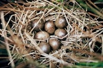 Marsh crake | Kotoreke. Nest with 7 eggs. Image © Department of Conservation (image ref: 10048678) by Department of Conservation.