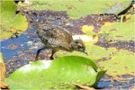 Marsh crake | Kotoreke. Chick c.2 weeks old. Mangapoike Rd, 23 km from Wairoa, January 2016. Image © Ian Campbell by Ian Campbell.