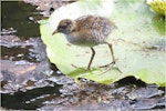 Marsh crake | Kotoreke. Chick c.2 weeks old. Mangapoike Rd, 23 km from Wairoa, January 2016. Image © Ian Campbell by Ian Campbell.