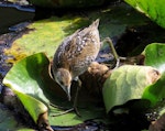 Marsh crake | Kotoreke. Juvenile, approximately 3 weeks old. Mangapoike Rd, 23 km from Wairoa, January 2016. Image © Ian and Mary Campbell by Ian Campbell.