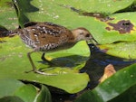 Marsh crake | Kotoreke. Three week old juvenile hunting for aquatic insects. Mangapoike Rd, 23 km from Wairoa, January 2016. Image © Ian and Mary Campbell by Ian Campbell.