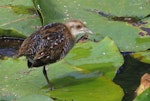 Marsh crake | Kotoreke. 3 week old juvenile standing on one leg. Mangapoike Rd, 23 km from Wairoa, January 2016. Image © Ian and Mary Campbell by Ian Campbell.