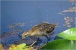 Marsh crake | Kotoreke. Chick c.4 weeks old. Mangapoike Rd, 23 km from Wairoa, January 2016. Image © Ian Campbell by Ian Campbell.