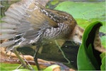 Marsh crake | Kotoreke. Chick c.4 weeks old stretching its wing. Mangapoike Rd, 23 km from Wairoa, January 2016. Image © Ian Campbell by Ian Campbell.