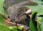 Marsh crake | Kotoreke. Chick c.4 weeks old preening. Mangapoike Rd, 23 km from Wairoa, January 2016. Image © Ian Campbell by Ian Campbell.