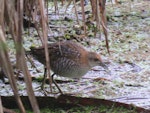 Marsh crake | Kotoreke. Juvenile c.5 weeks old feeding. Swamp, Mangapoike Rd, Wairoa, February 2016. Image © Ian Campbell by Ian Campbell.