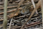 Marsh crake | Kotoreke. Juvenile. Waimakariri River mouth, July 2019. Image © Donald Snook by Donald Snook.