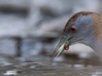 Marsh crake | Kotoreke. Adult with chironomid larva. Harts Creek, Lake Ellesmere, June 2023. Image © Ben Ackerley by Ben Ackerley.