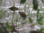 Marsh crake | Kotoreke. Adult pair. Mangapoike Rd, January 2017. Image © Ian and Mary Campbell by Ian Campbell.