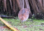 Marsh crake | Kotoreke. Juvenile c.5 weeks old. Red eyes of adult beginning to show. Swamp, Mangapoike Rd, Wairoa, January 2016. Image © Ian Campbell by Ian Campbell.