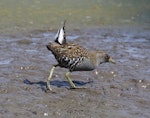 Australian crake. Adult. Laratinga Wetlands, South Australia, December 2017. Image © John Fennell by John Fennell.