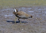 Australian crake. Adult. Laratinga Wetlands, South Australia, December 2017. Image © John Fennell by John Fennell.