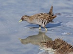 Australian crake. Adult. Tolderol Game Reserve, South Australia, February 2018. Image © John Fennell by John Fennell.