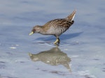 Australian crake. Adult. Tolderol Game Reserve, South Australia, February 2018. Image © John Fennell by John Fennell.