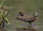 Australian crake. Foraging bird. Melbourne, Victoria, Australia, October 2008. Image © Sonja Ross by Sonja Ross.