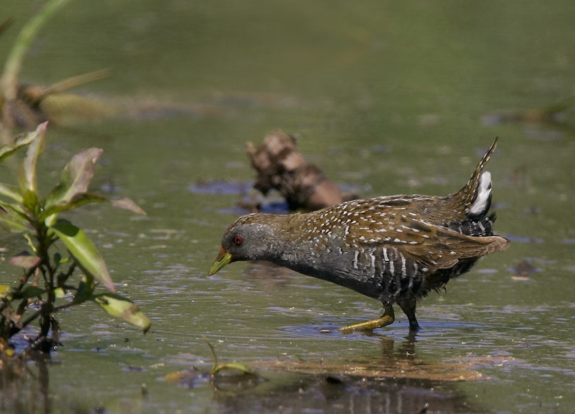 Australian crake. Foraging bird. Melbourne, Victoria, Australia, October 2008. Image © Sonja Ross by Sonja Ross.