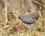 Australian crake. Adult. Western Treatment Plant, Victoria, February 2018. Image © Glenn Pure 2018 birdlifephotography.org.au by Glenn Pure.