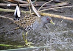 Australian crake. Feeding on worms and frogs near reedbeds. Laratinga Wetlands, Mount Barker, South Australia, March 2013. Image © Craig Greer.