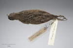 Australian crake. Only New Zealand specimen. No collection data. Gift of WL Buller, 1871. Specimen registration no. OR.004205; image no. MA_I277460. Image © Te Papa.