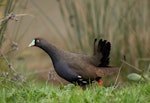 Black-tailed native-hen. Adult. Northern Victoria, Australia, August 2005. Image © Sonja Ross by Sonja Ross.