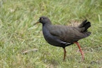 Black-tailed native-hen. Adult. Murchison, March 2023. Image © Oscar Thomas by Oscar Thomas.