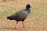 Black-tailed native-hen. Adult on grass. Perth, April 2014. Image © Duncan Watson by Duncan Waton.