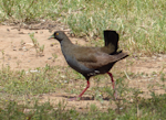 Black-tailed native-hen. Adult. Near Hawker, South Australia, October 2013. Image © Alan Tennyson by Alan Tennyson.