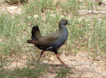 Black-tailed native-hen. Adult. Near Hawker, South Australia, October 2013. Image © Alan Tennyson by Alan Tennyson.