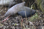 Black-tailed native-hen. Adult stretching. Murchison, March 2023. Image © Oscar Thomas by Oscar Thomas.