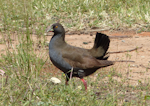 Black-tailed native-hen. Adult. Near Hawker, South Australia, October 2013. Image © Alan Tennyson by Alan Tennyson.