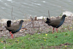 Black-tailed native-hen. Adults. Flinders University, Adelaide, Australia, September 2013. Image © Alan Tennyson by Alan Tennyson.