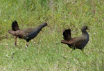 Black-tailed native-hen. Adults. Near Hawker, South Australia, October 2013. Image © Alan Tennyson by Alan Tennyson.