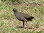 Black-tailed native-hen. Adult. Near Hawker, South Australia, October 2013. Image © Alan Tennyson by Alan Tennyson.