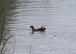 Black-tailed native-hen. Adult swimming on lake. Flinders University, Adelaide, Australia, September 2013. Image © Alan Tennyson by Alan Tennyson.