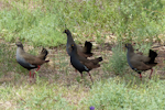 Black-tailed native-hen. Adults. Near Hawker, South Australia, October 2013. Image © Alan Tennyson by Alan Tennyson.